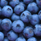 Blueberry Fruit Preparation