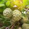 Custard Apple Fruit Preparation