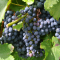 Black Grapes Fruit Preparation