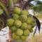 Tender Coconut Fruit Preparation