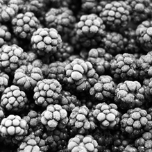 Black Berries