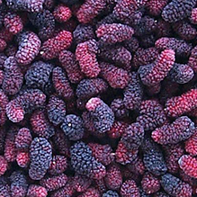 Mullberries